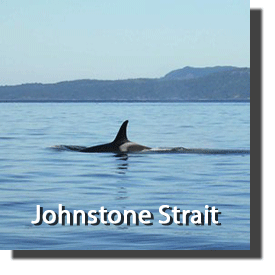 Kayaking Vancouver Island Johnstone Strait