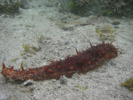 kayaking Vancouver Island Broken Group Islands sea slug