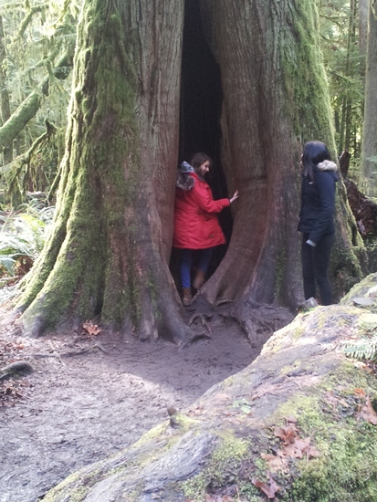 Victoria day trips Juan de Fuca hiding in a big tree