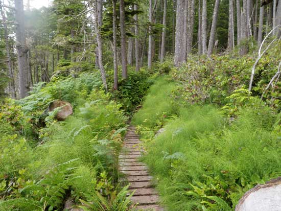 Juan de Fuca Trail boardwalk on the trail