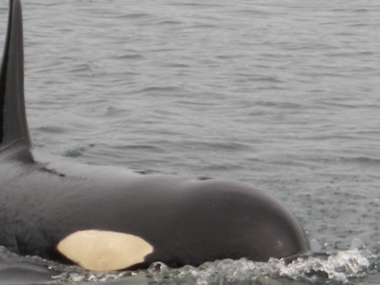Kayaking Vancouver Island Johnstone Strait orca swimming by for a peek