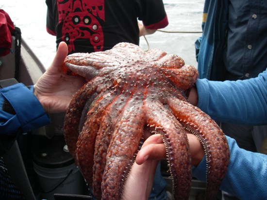 Kayaking Vancouver Island Johnstone Strait sunstar